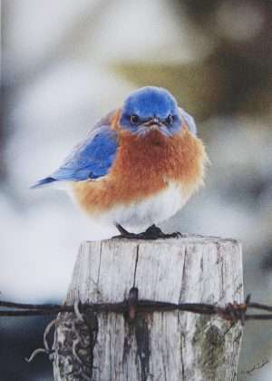 Mad Bluebird