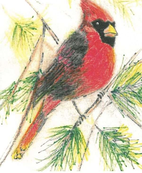 Solstice Cardinal